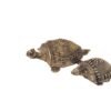 SCHILDKRÖTE