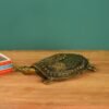 Schildkröte für Wohndekoration