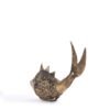 Small Fish For Décor