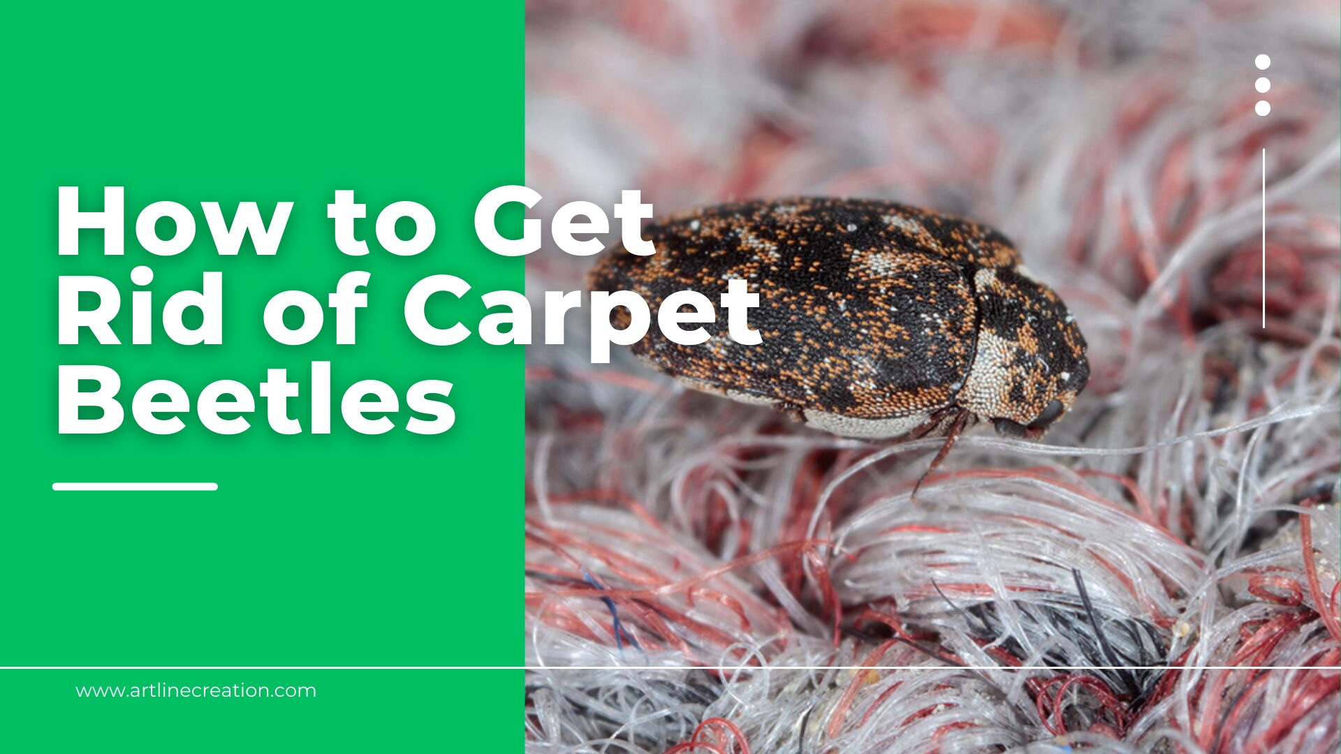 How to Get Rid of Carpet Beetles