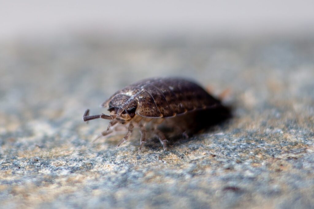 Get Rid of Carpet Beetles